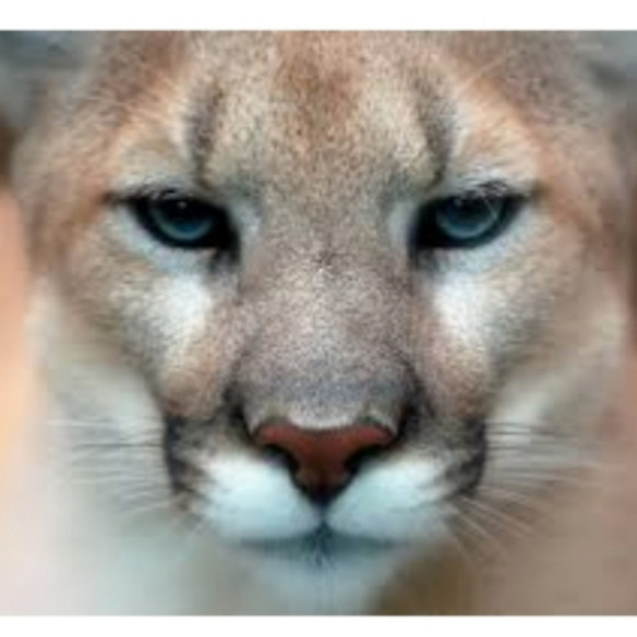 dmtnlioness